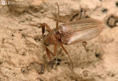 Arrhaphipterus blanchei