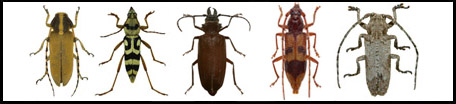 Hebrew Cerambycidae