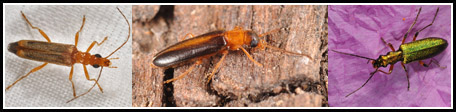 Oedemeridae