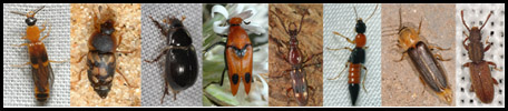 משפחות נוספות Other beetles families