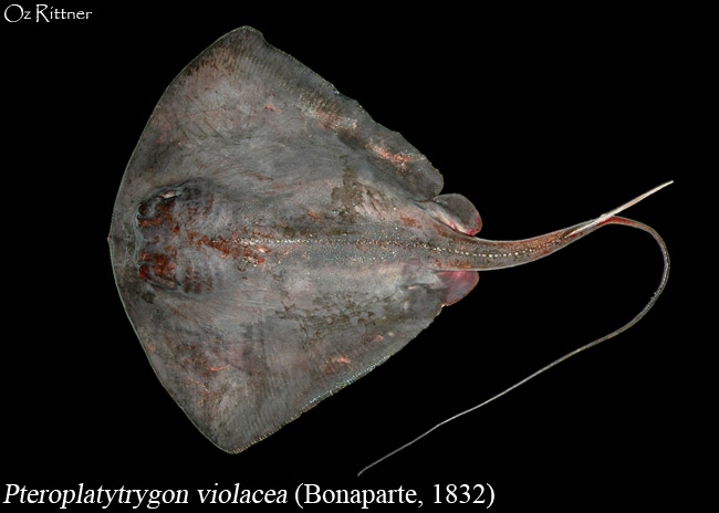 Pteroplatytrygon violacea