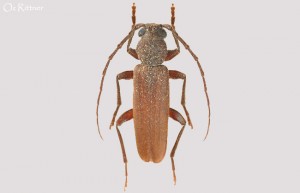 Arhopalus syriacus