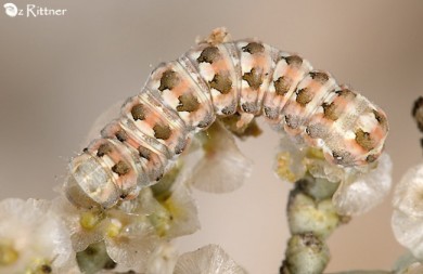 Cardepia sociabilis deserticola Larva