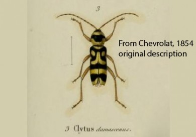 Chlorophorus varius damascenus Orig Des