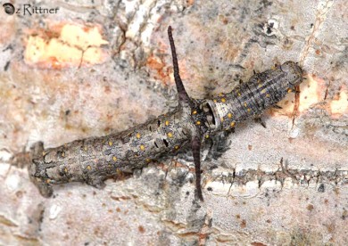 Coenina dentataria Larva
