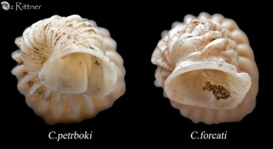 cristataria-petrboki-vs-forcarti-1