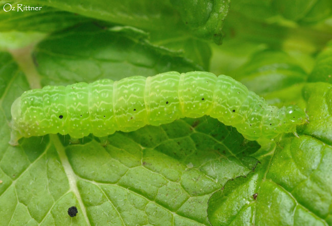 Ctenoplusia accentifera larva