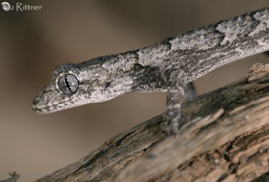Cyrtodactylus kotschyi Juvenile 1