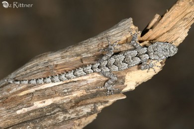 Cyrtodactylus kotschyi Juvenile 2
