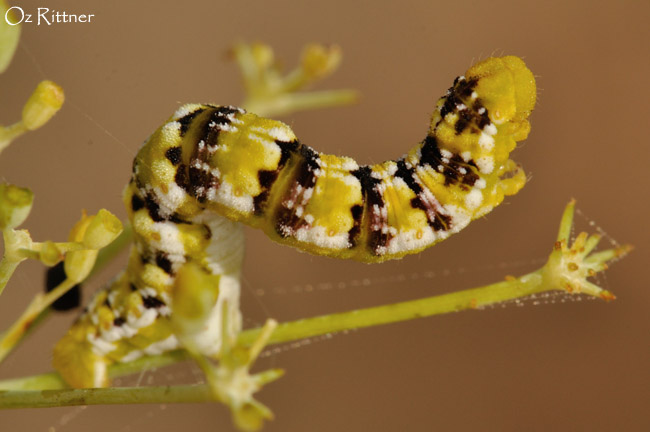 Holoterpna pruinosata Larva