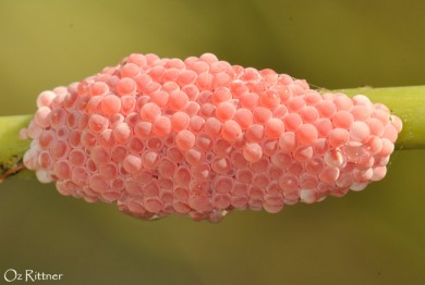 Pomacea-maculata-Eggs
