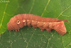 Theretra alecto cretica larva 2