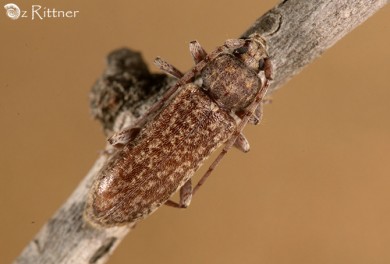 Trichoferus-fasciculatus
