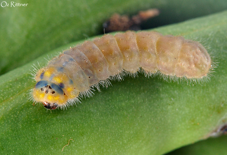 Deudorix livia Larva
