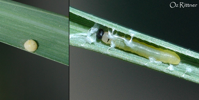 Pelopidas thrax larva