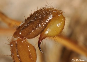 Scorpio maurus palmatus Sting