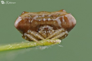 Cyrtarachne ixoides 1