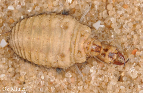 Nophis teillardi larva