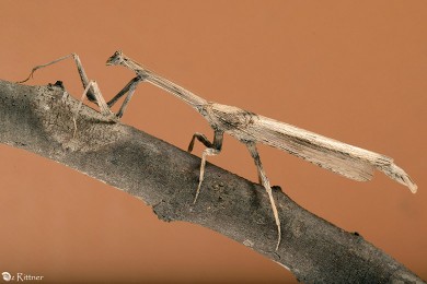 Pareuthyphlebs palmonii