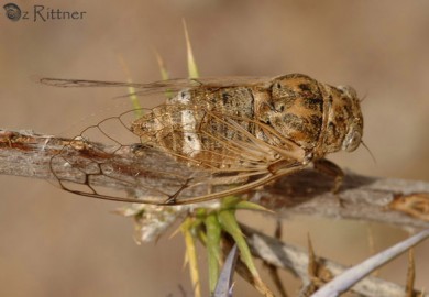 Cicadatra glycyrrhizae