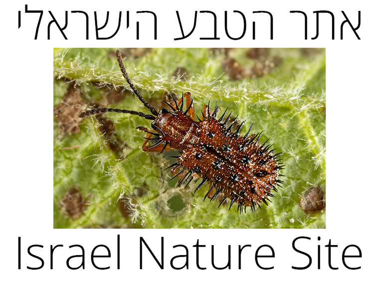 Israel Native Insects אתר הטבע הישראלי Israel's Nature Site | Insects, Molluscs and other ...